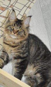 Oskar