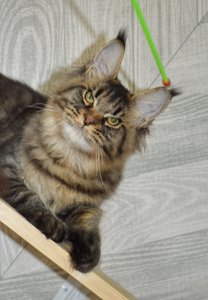 Oskar