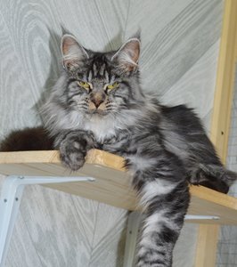 Nikita'