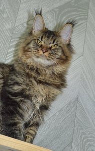 Oskar