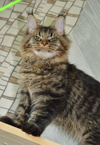 Oskar