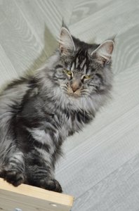 Nikita'