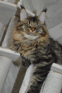 Oskar