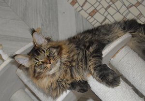 Oskar