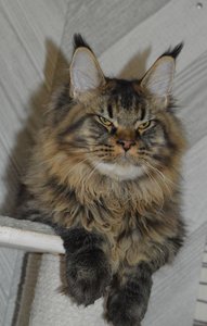 Oskar