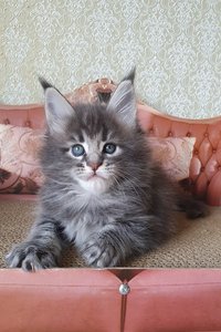 id:6245