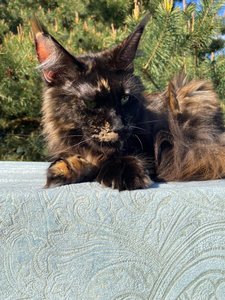 Molly
