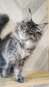 id:6141