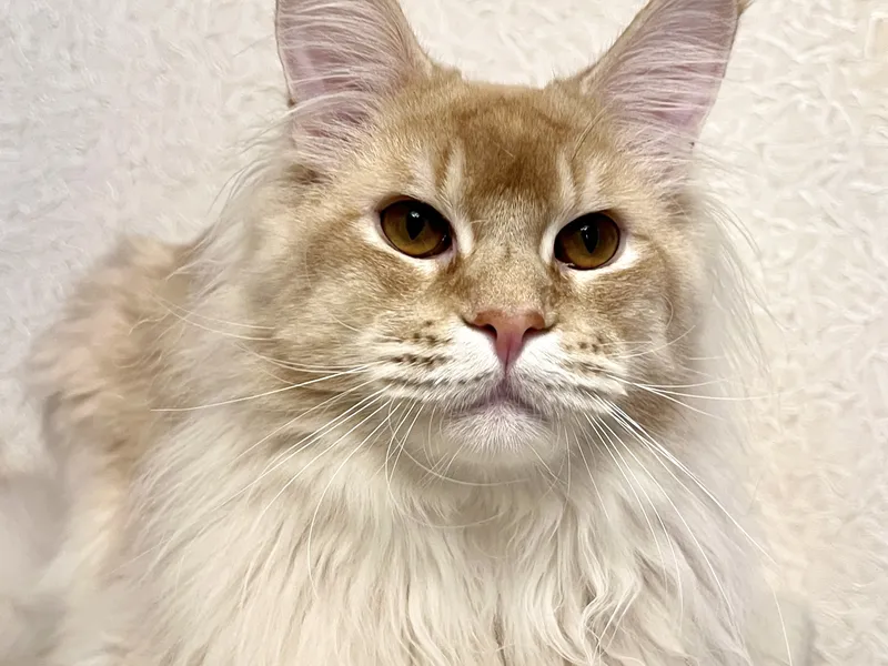 Maine Coon kitten Красный тикированный  на  серебре MCO ds 25 Boy