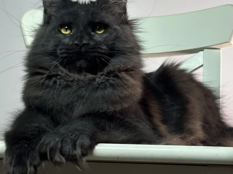 Котенок мейн-кун Черный MCO n  Девочка